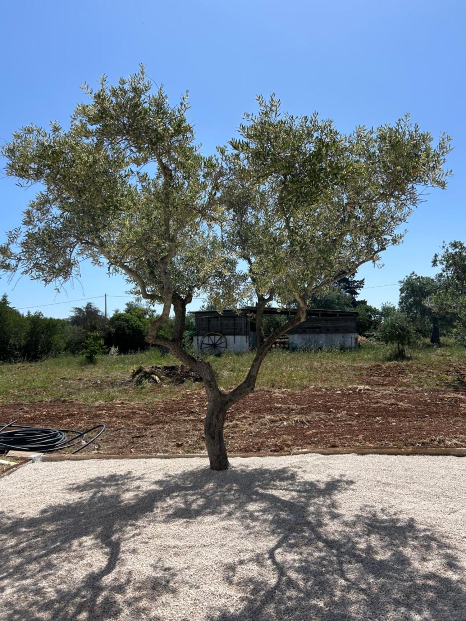 منزل الضيف Trulli In Contrada - مونوبولي المظهر الخارجي الصورة